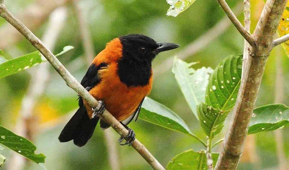 hooded-pitohui-facts-distribution-population-biodb